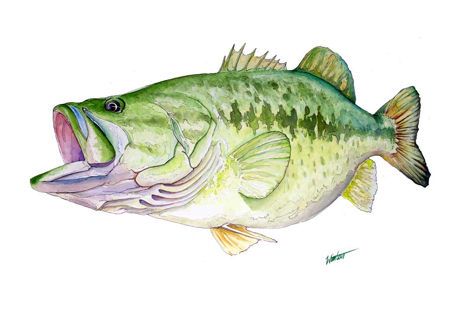 Largemouth Bass - Original Illustration (Sold!) – WintersArt