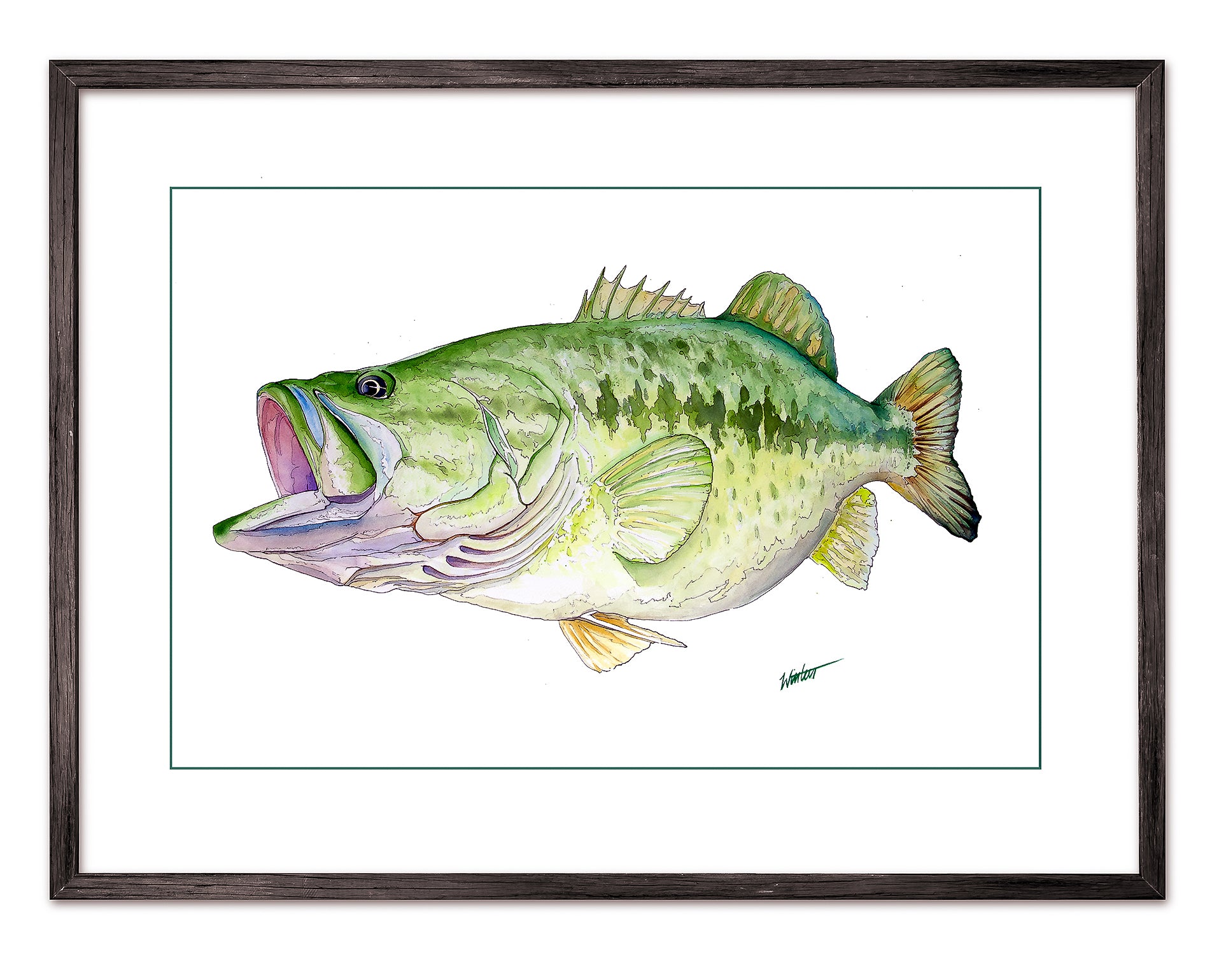 Largemouth Bass - Original Illustration (Sold!) – WintersArt