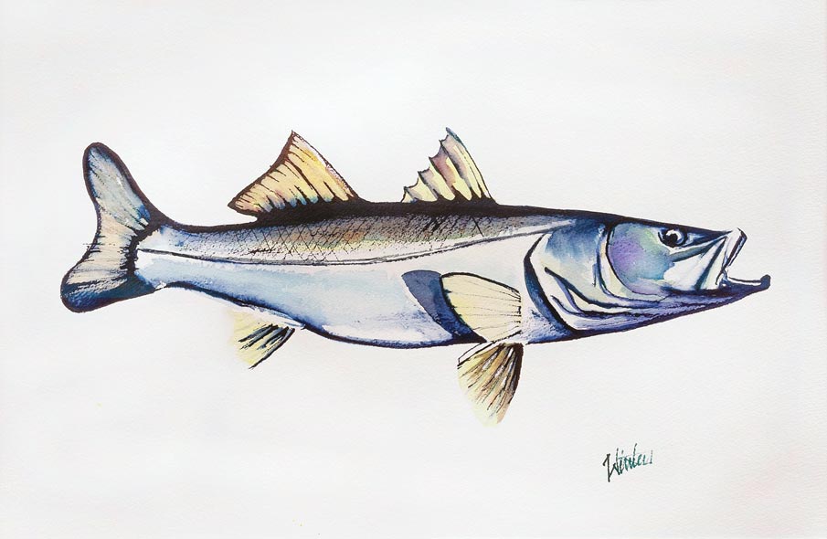 Snook Drawing