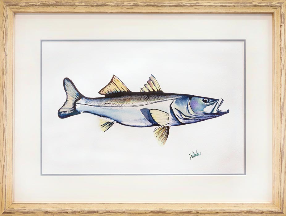 Snook Drawing Simple Snook Drawing