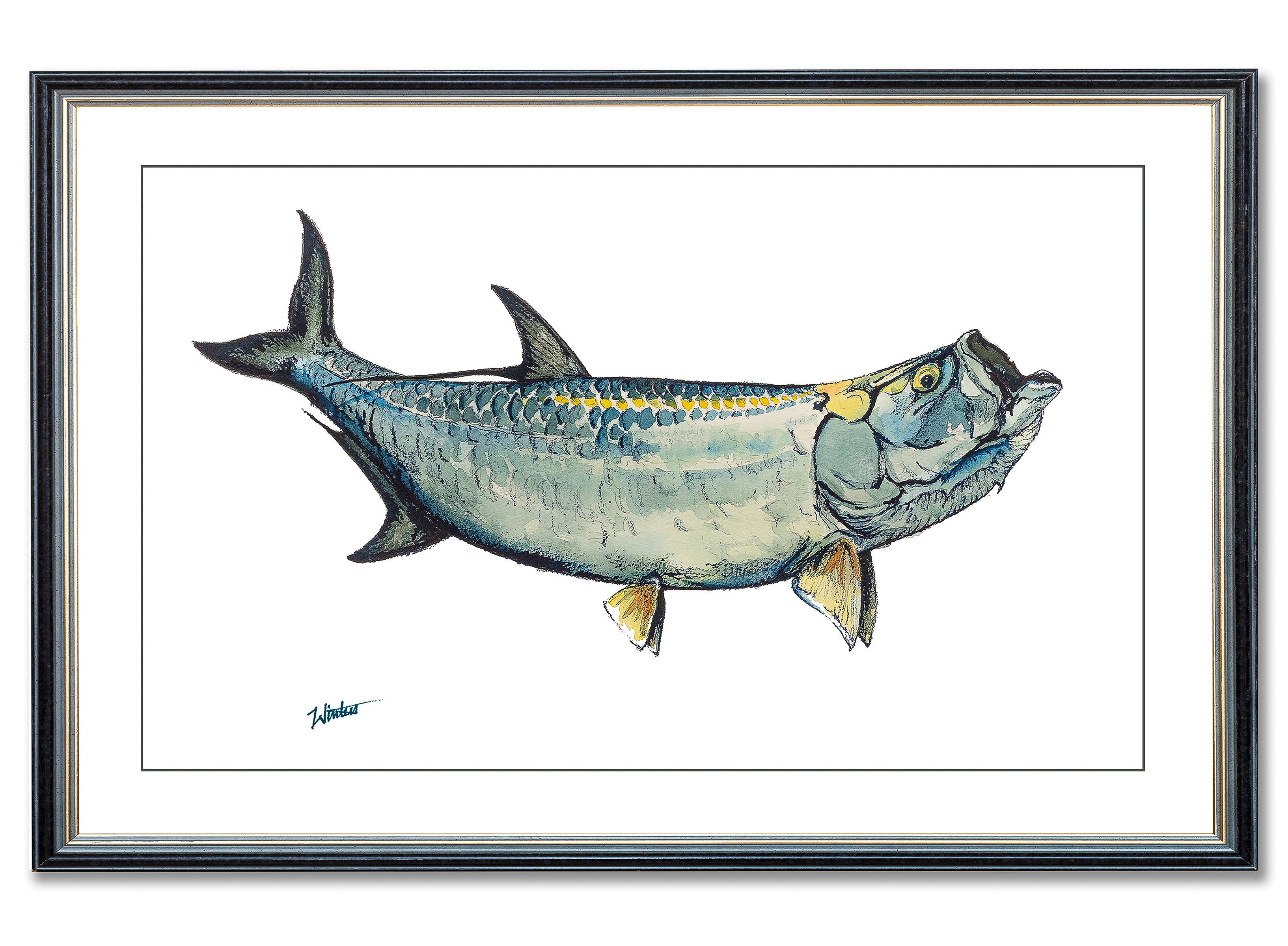 Tarpon Illustration